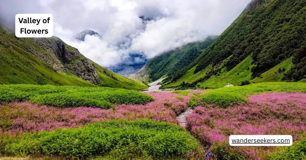 Valley of Flowers
